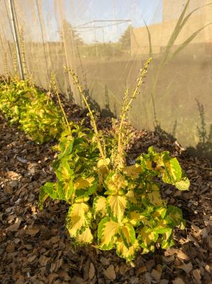 Click for 4 image(s) for this accession. PLANT